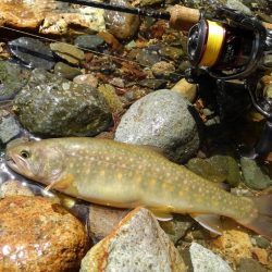 九頭竜川水系でイワナ釣り
